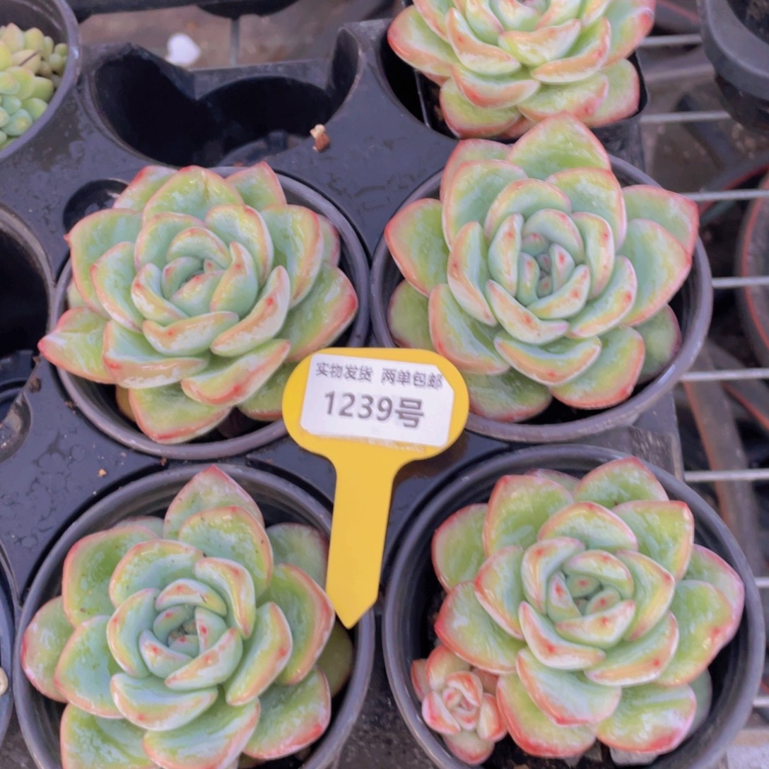 1239号 老桩草莓泡芙大单头一个