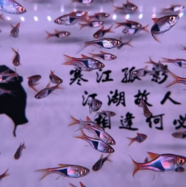 【老吴精选好物】苏门答腊野生大三角灯观赏鱼
