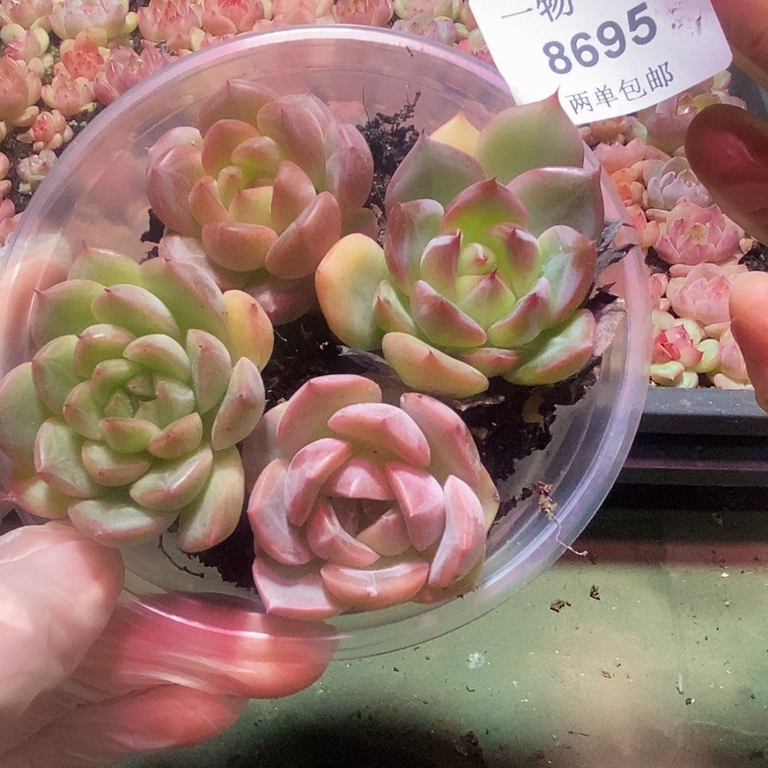 8695溏心珍妮2单包邮