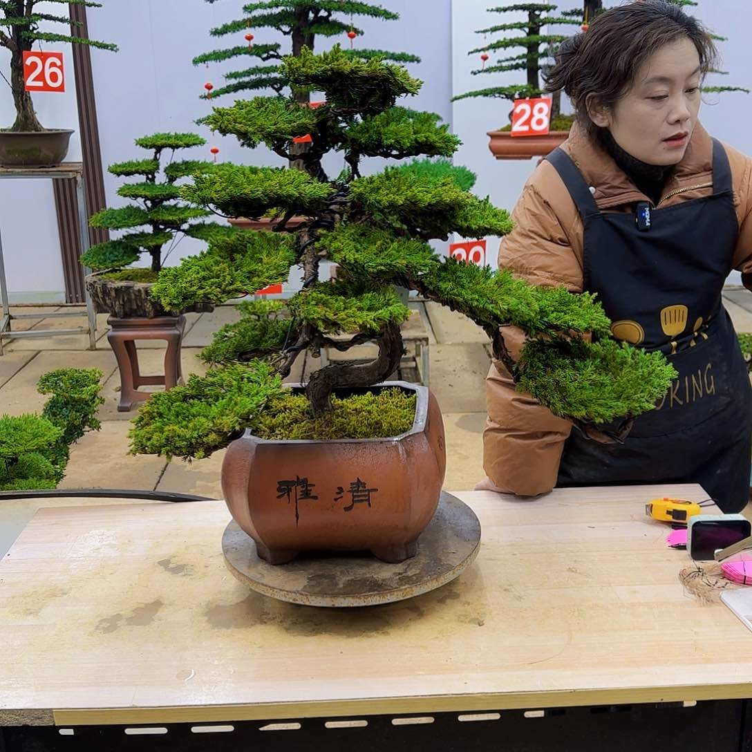 盆景直播间一物一拍