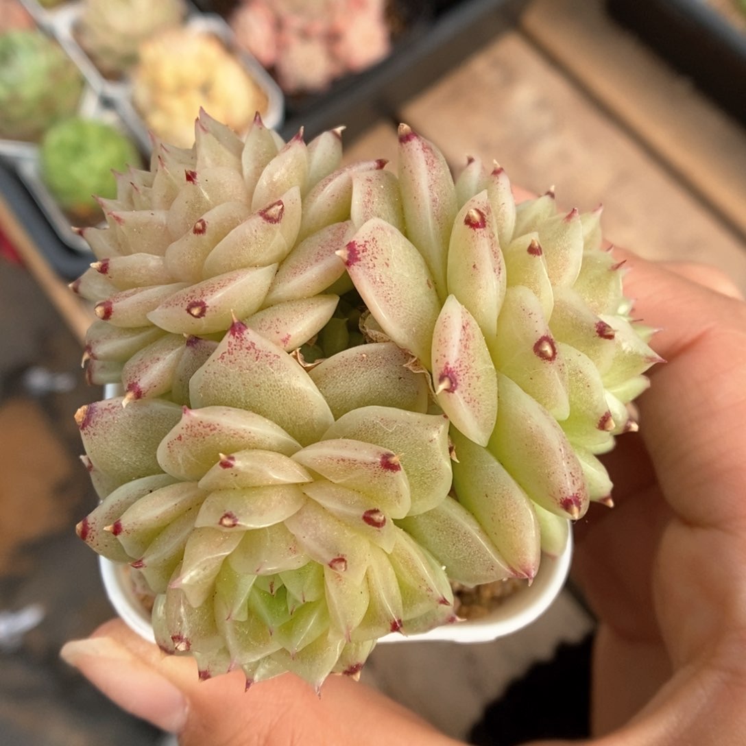 蜜蜡麦秆群生362号。