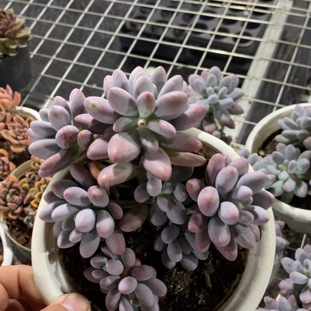 汤圆杂整装无砍群生