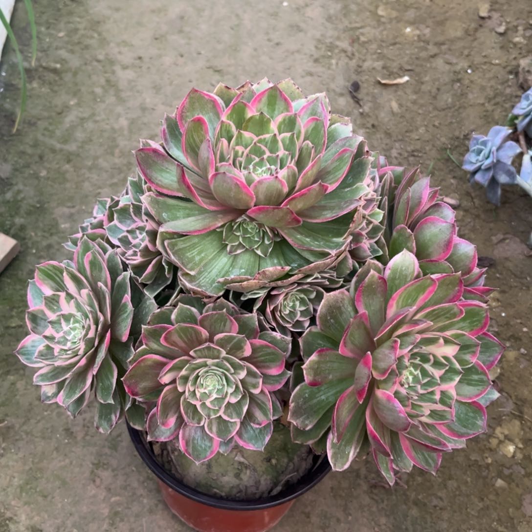 莲花座多肉植物法师