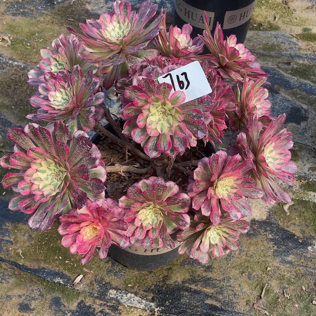 763法师植物红铜白