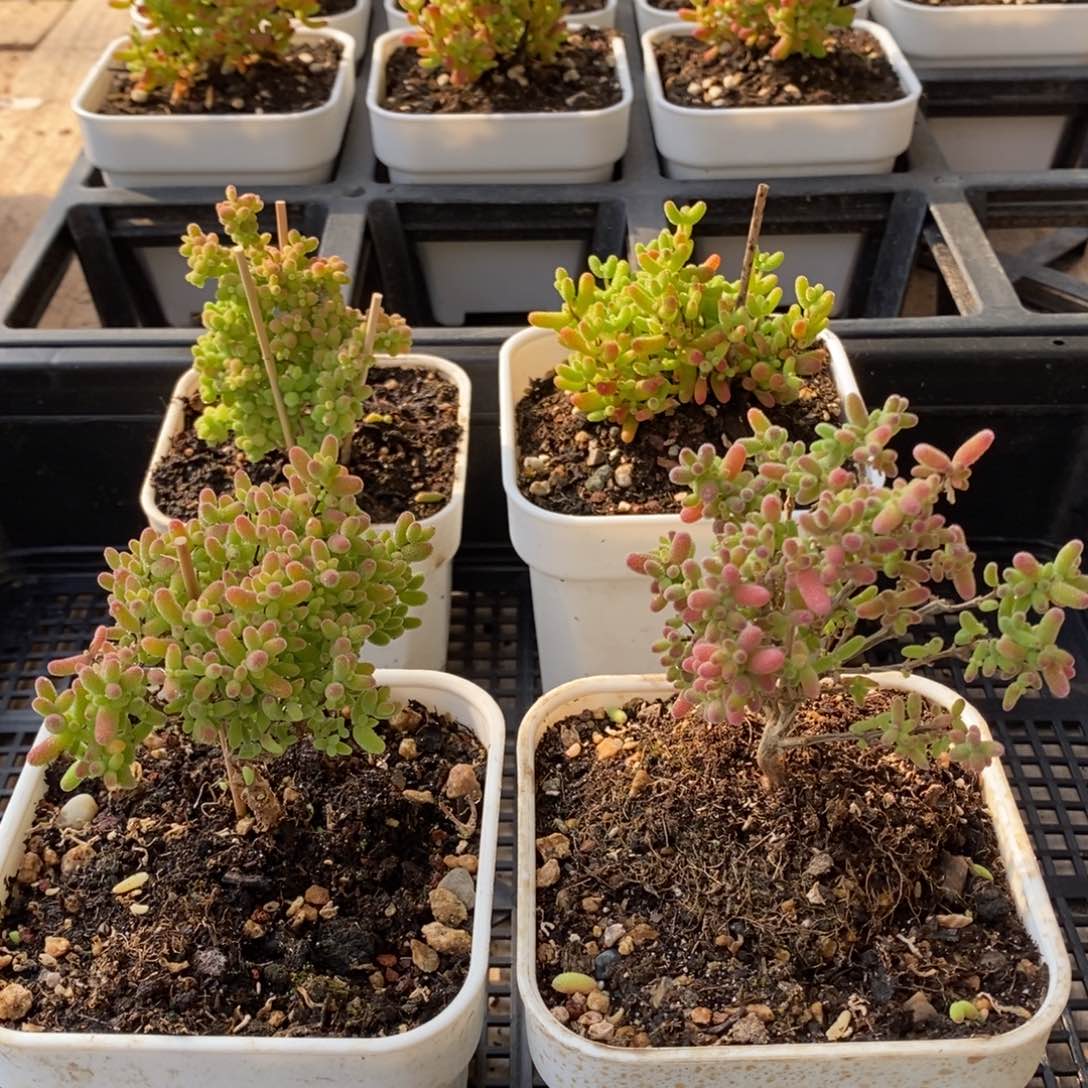 枝干番杏多肉植物581