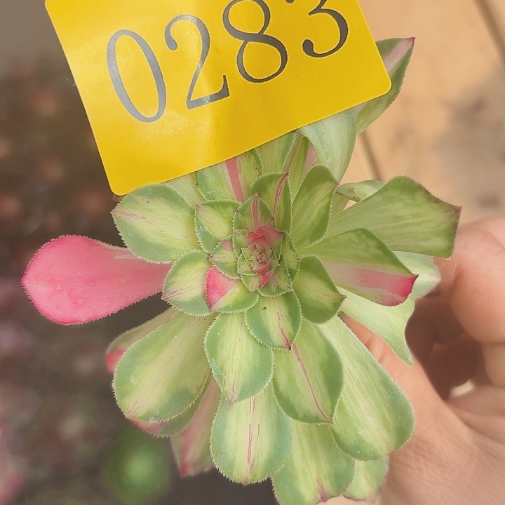 多肉植物知否花脸0283