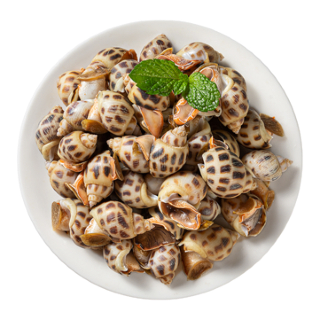 鲜活小花螺海螺东风螺旺螺500g/份花螺同城送