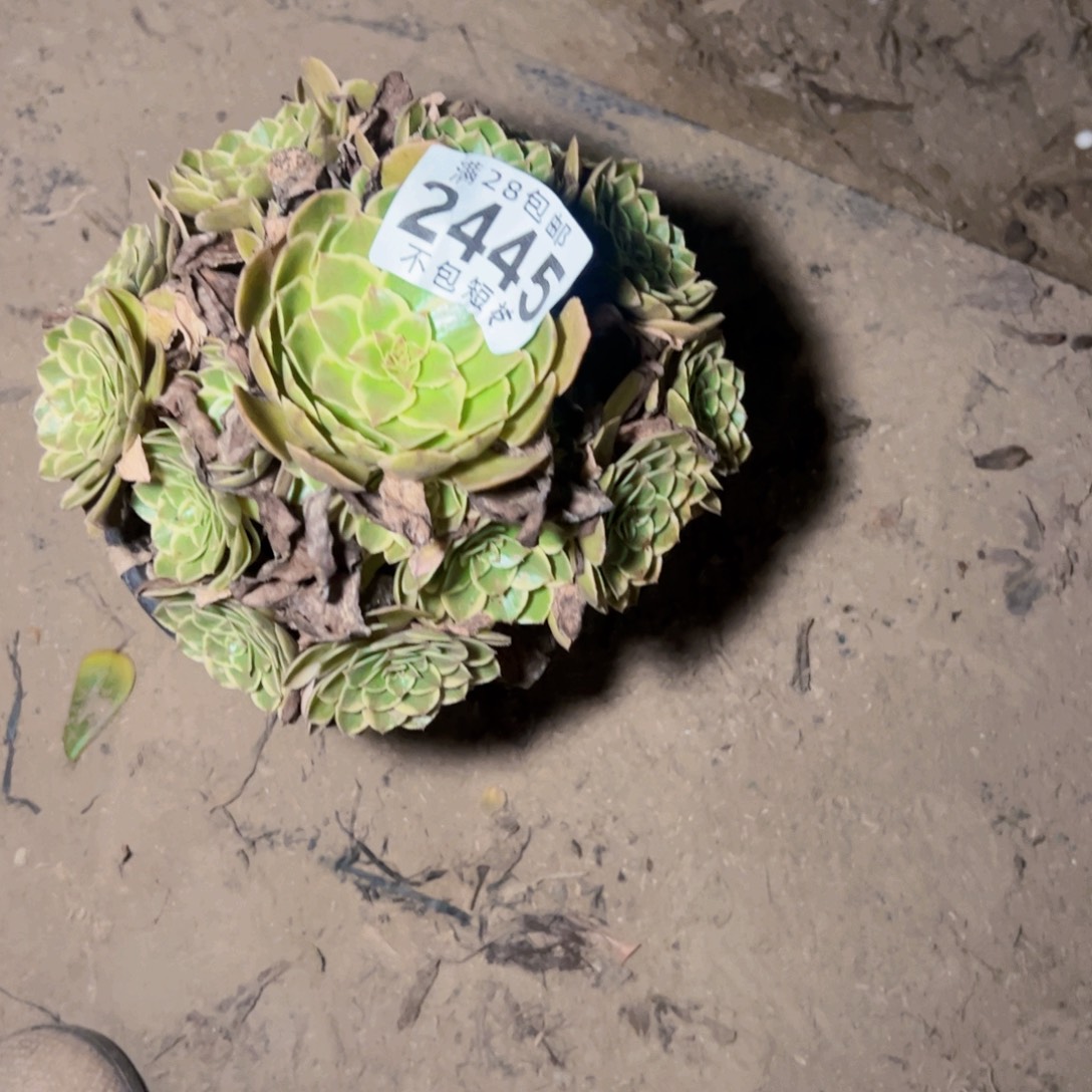 用***0粉花妖多肉植物2445