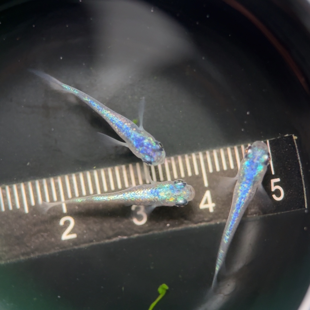 青鳉编号 36 海王星 3 条