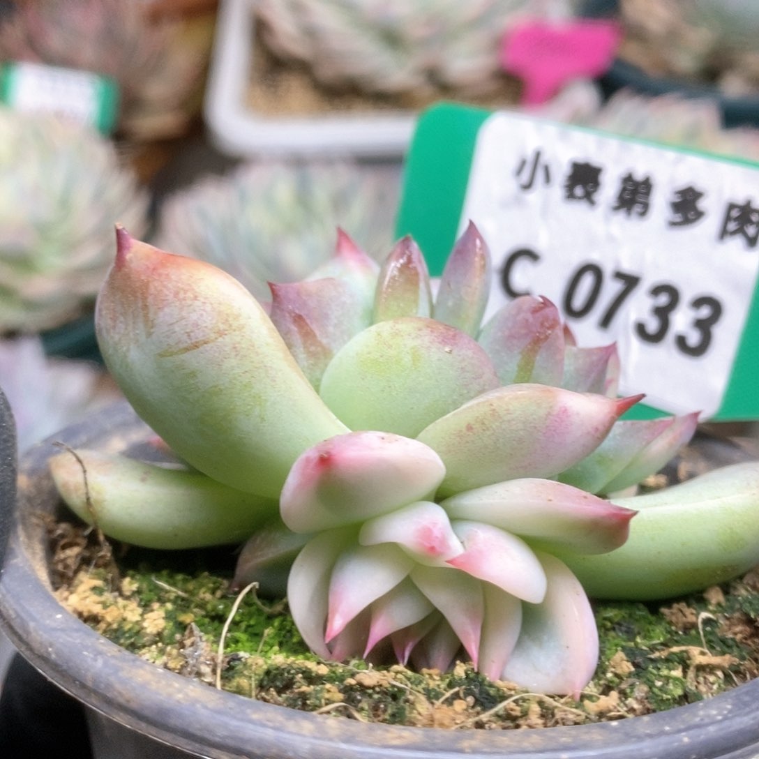733锦锦锦锦锦锦锦