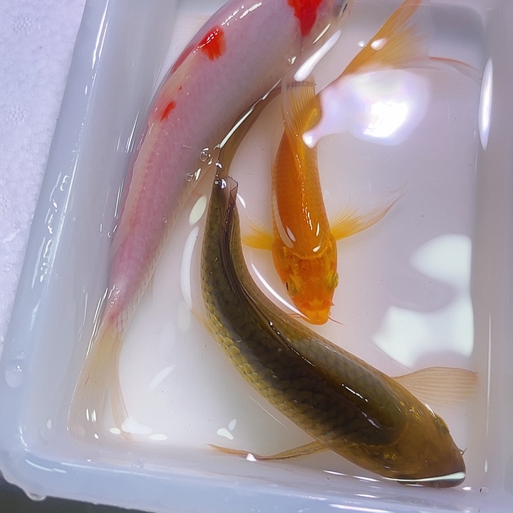 海水鱼小鱼一组直播间拍