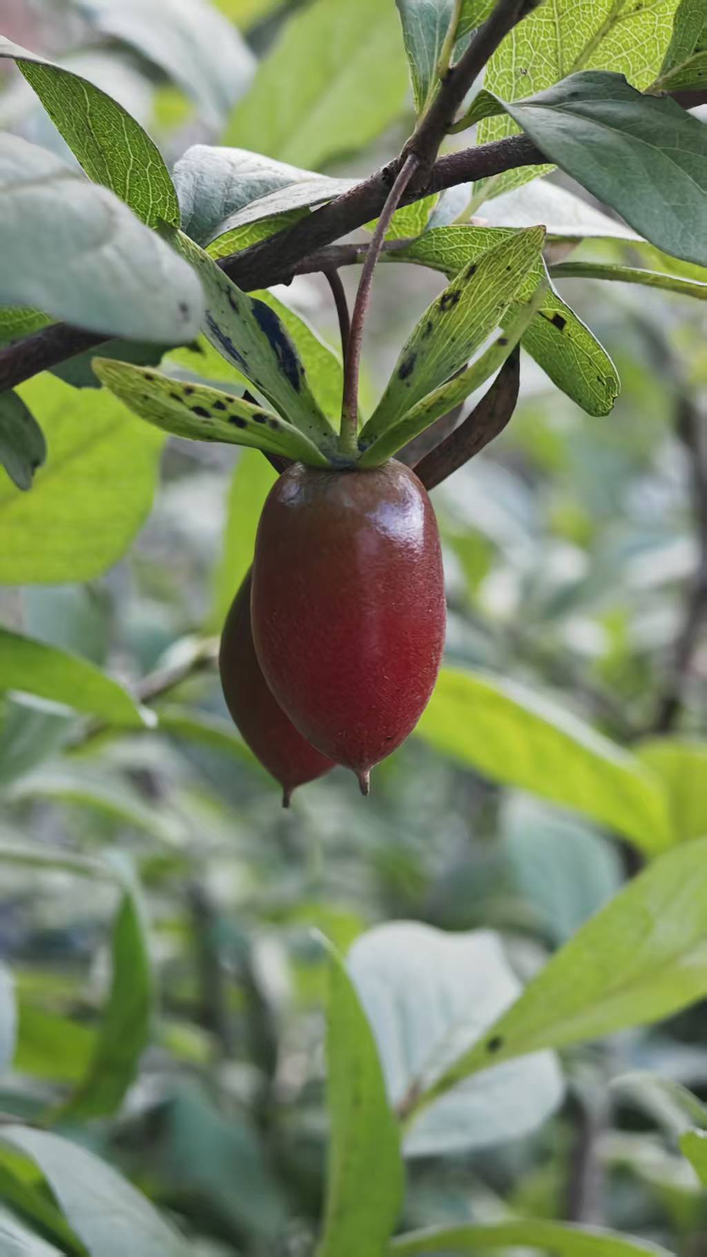 小燕子老鸦柿原生嫁接苗挂果直播用1