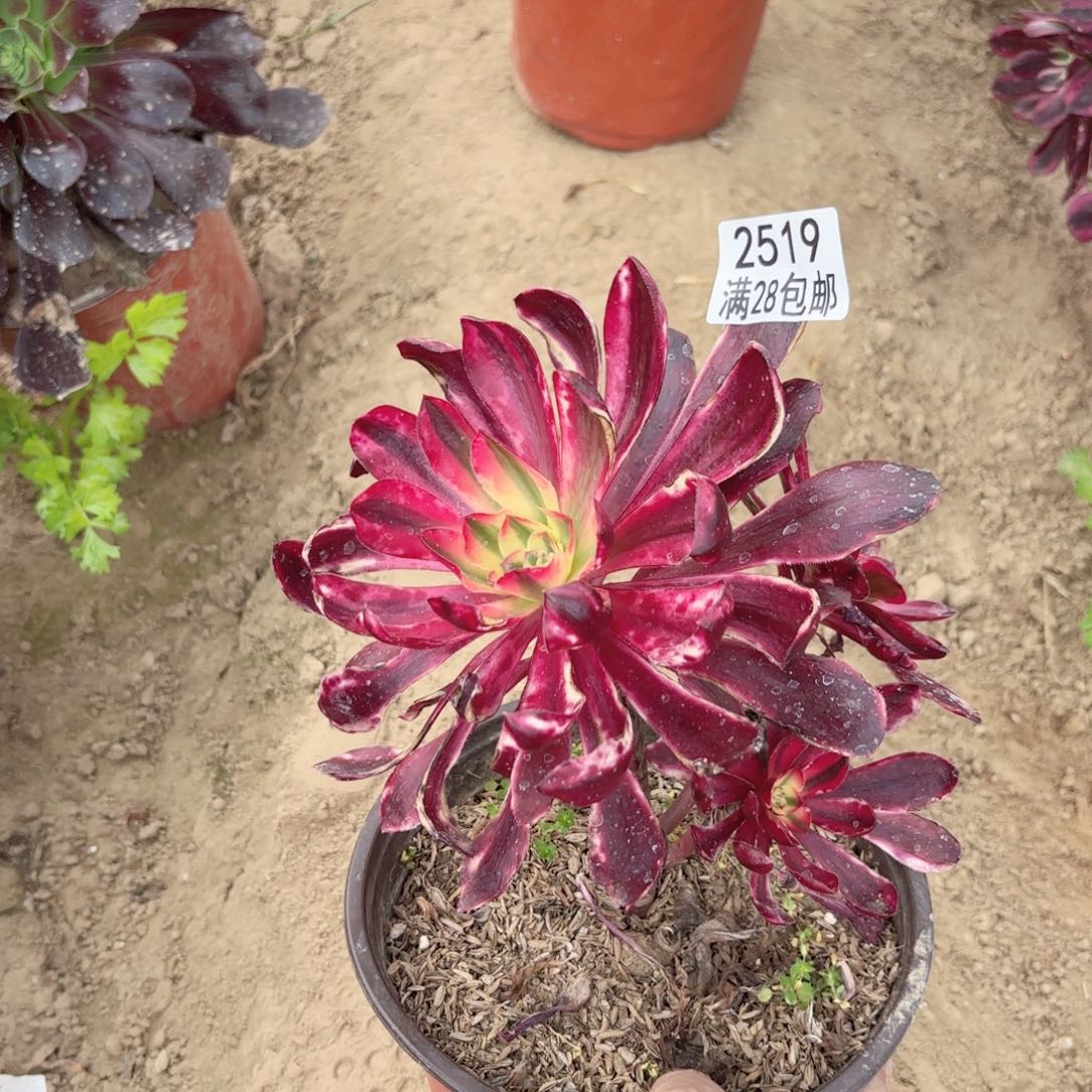 2519阿波罗多肉1111