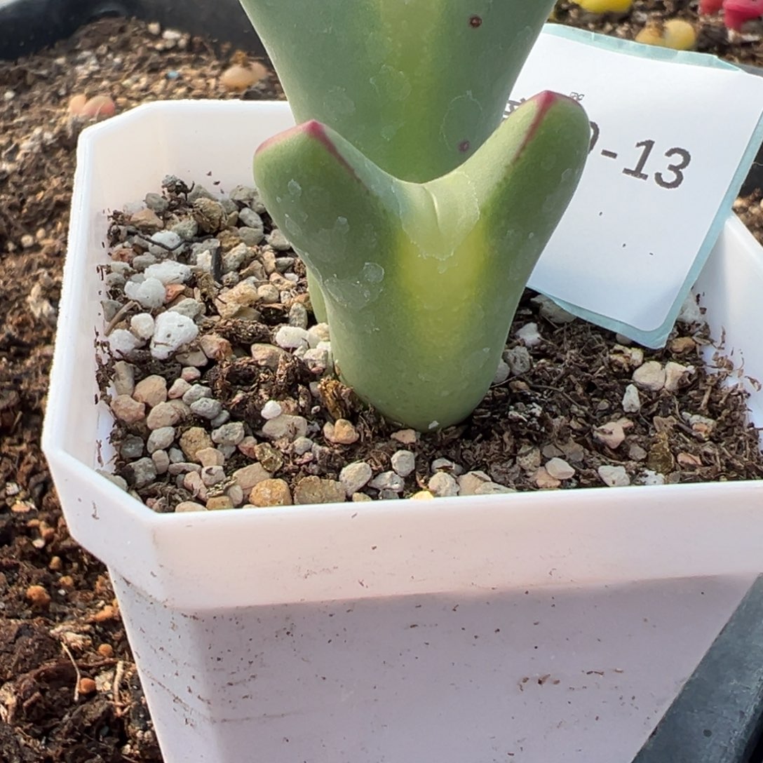 憨***达29-13肉锥多肉植物，