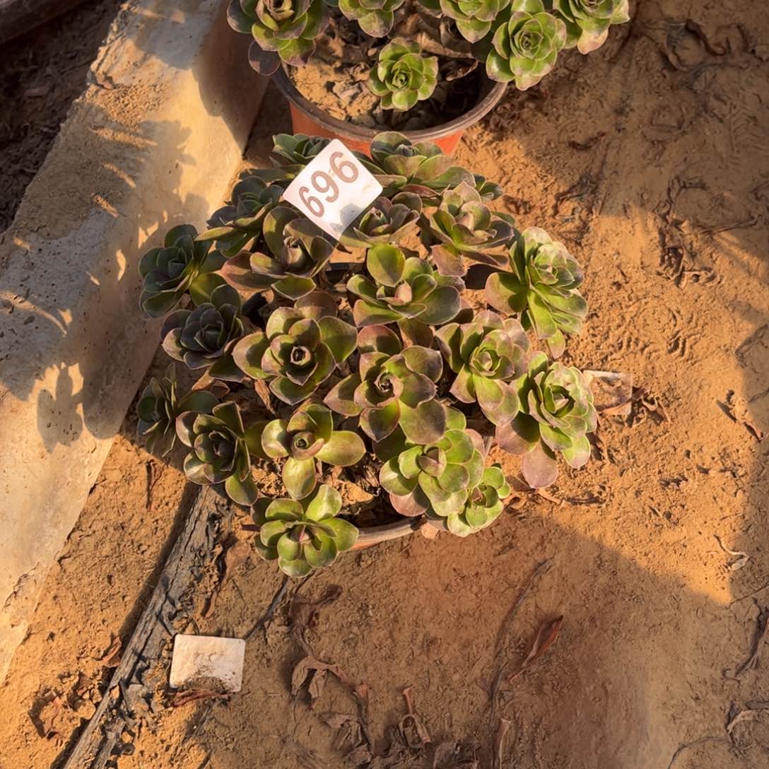 魅金玫瑰696不包断枝