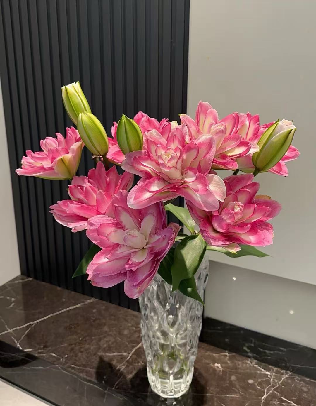 【莲花美景】进口重瓣百合花种球盆栽地栽