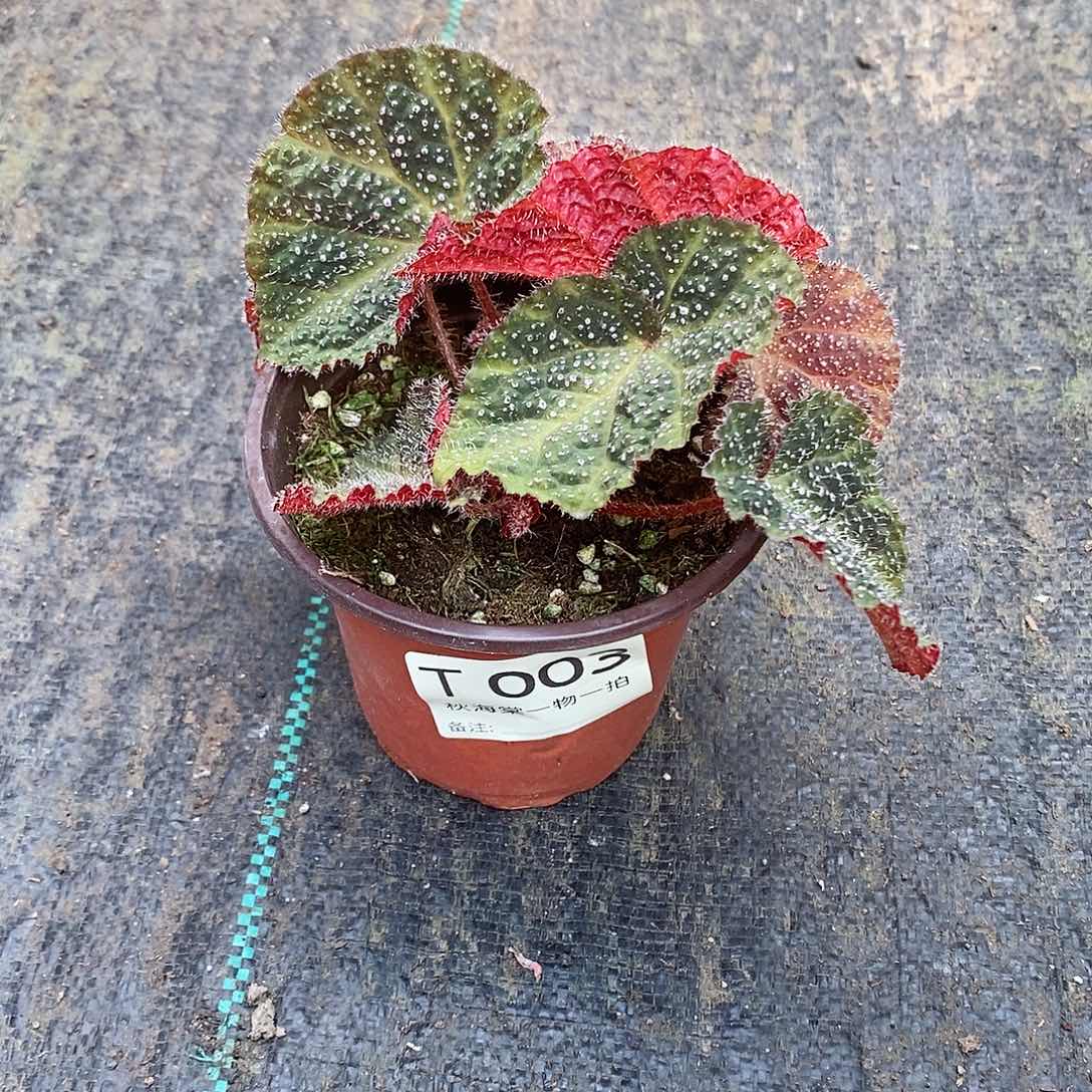 不开花植物藕*橘秋海棠003