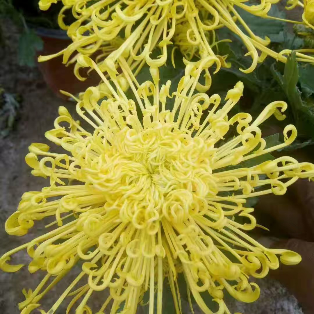 【带花苞发货】黄千丝  菊花盆栽多年生耐寒耐热好养绿植花卉