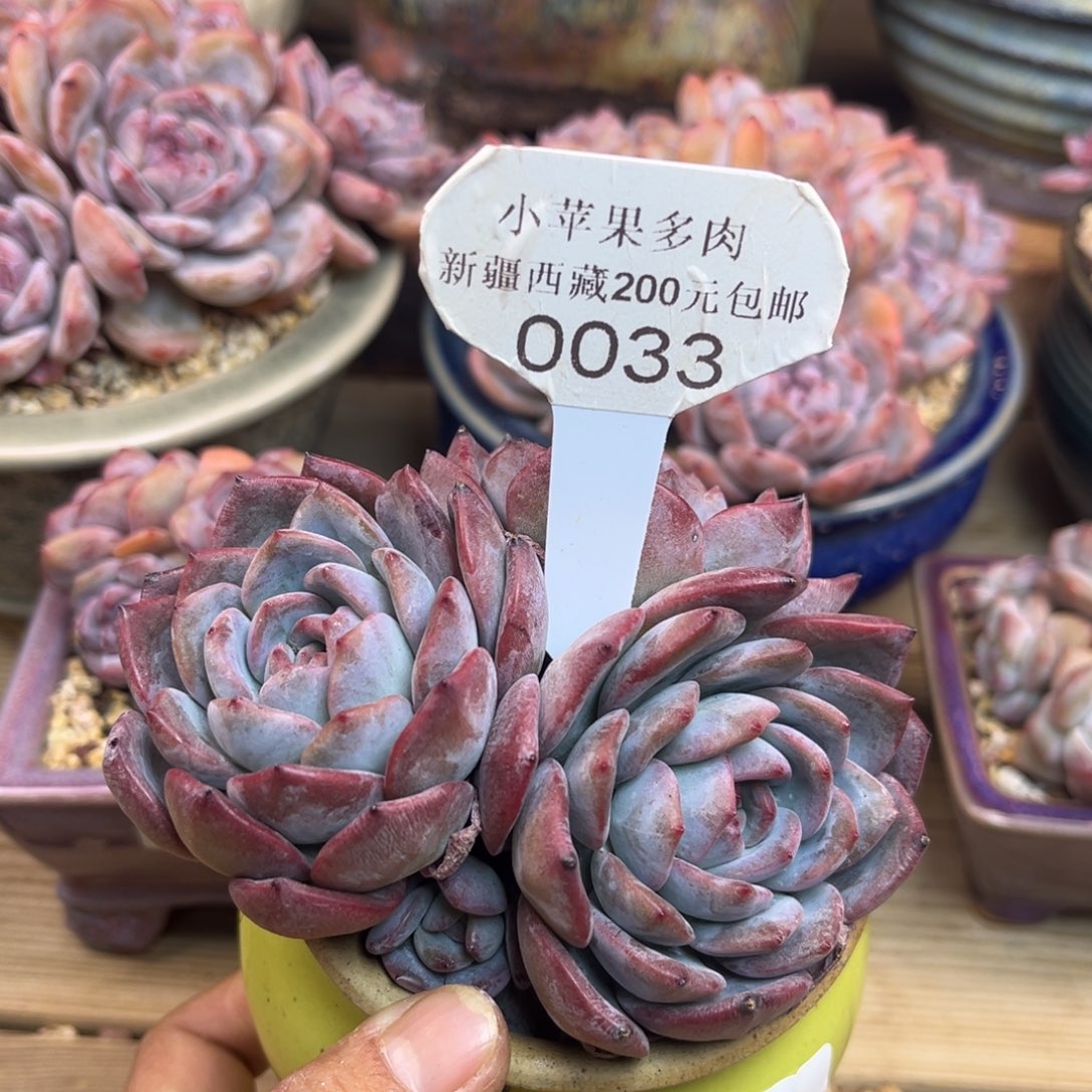 紫皮紫心033/11cm3头
