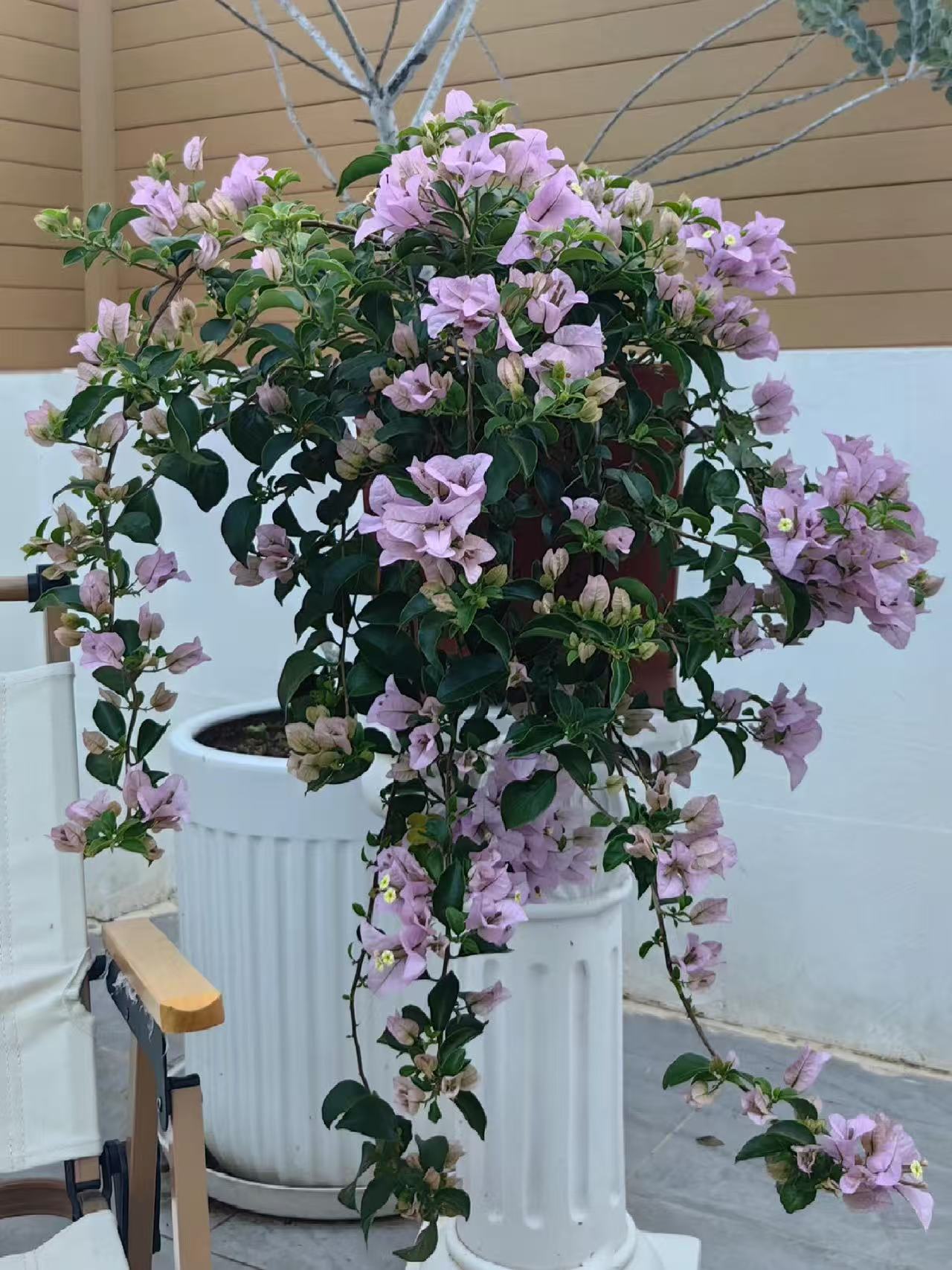 苹果三角梅【稀有品种】·爬藤四季开花三角梅盆栽批发直播第一名