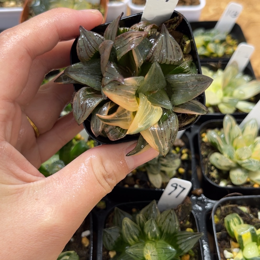 99红纹寿锦一物一拍