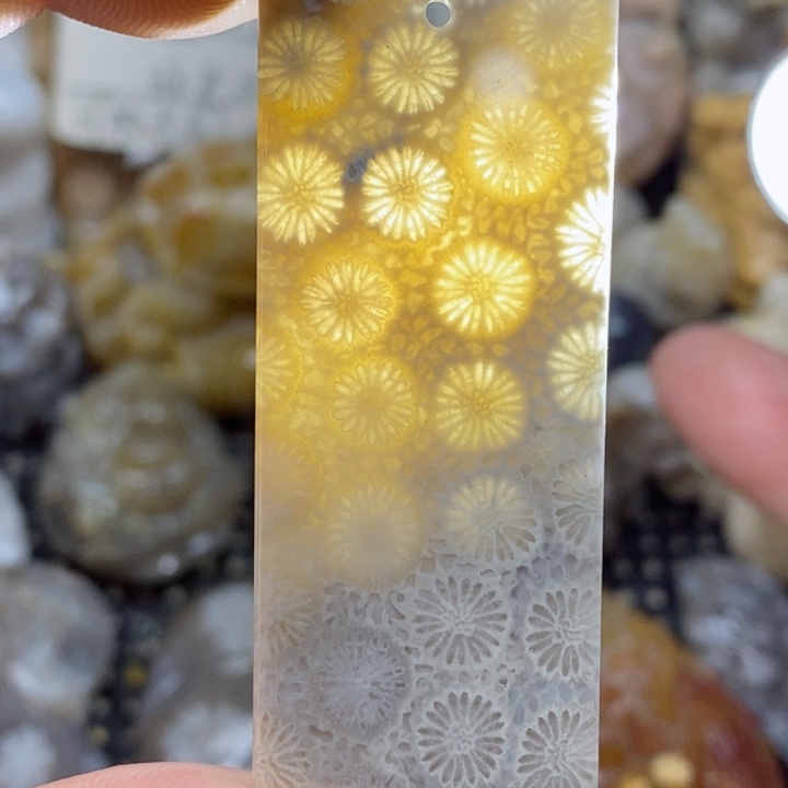 颈饰未镶嵌硅化珊瑚（珊瑚玉）有瑕