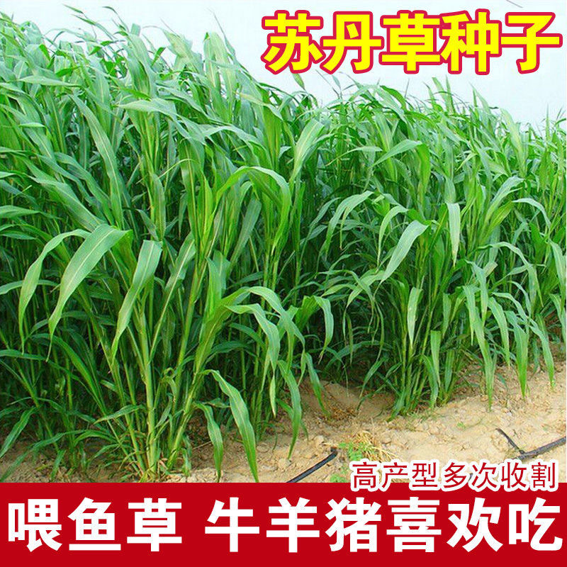 苏丹草种子养鱼专用草种高丹草籽四季猪牛羊种子牧草再生鱼草种籽