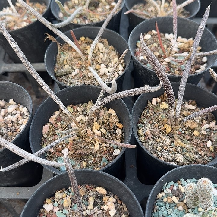 实生美杜莎一个发货