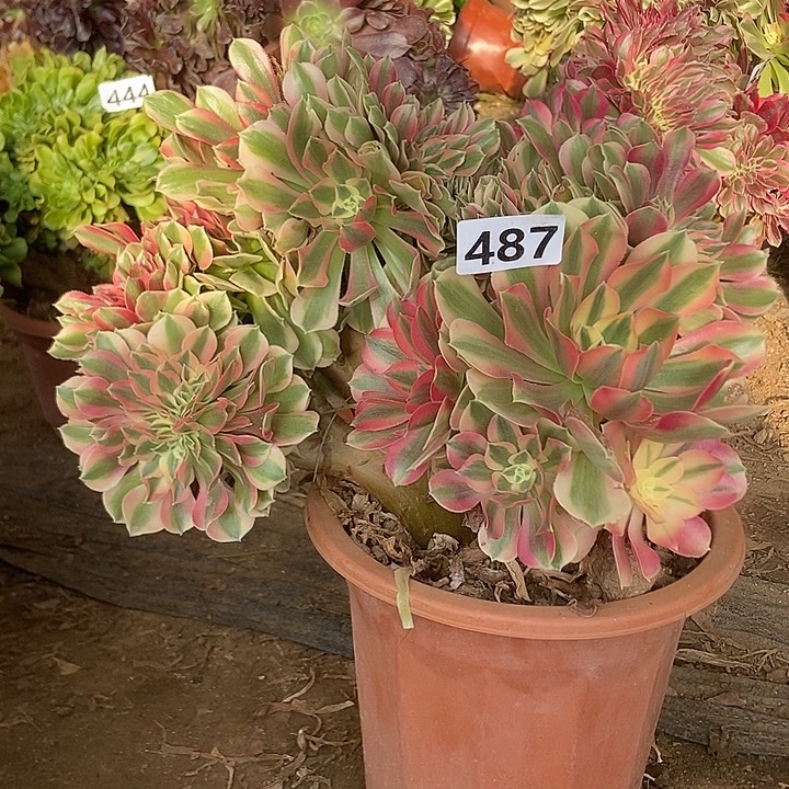 487绿体女巫老庄缀化特价