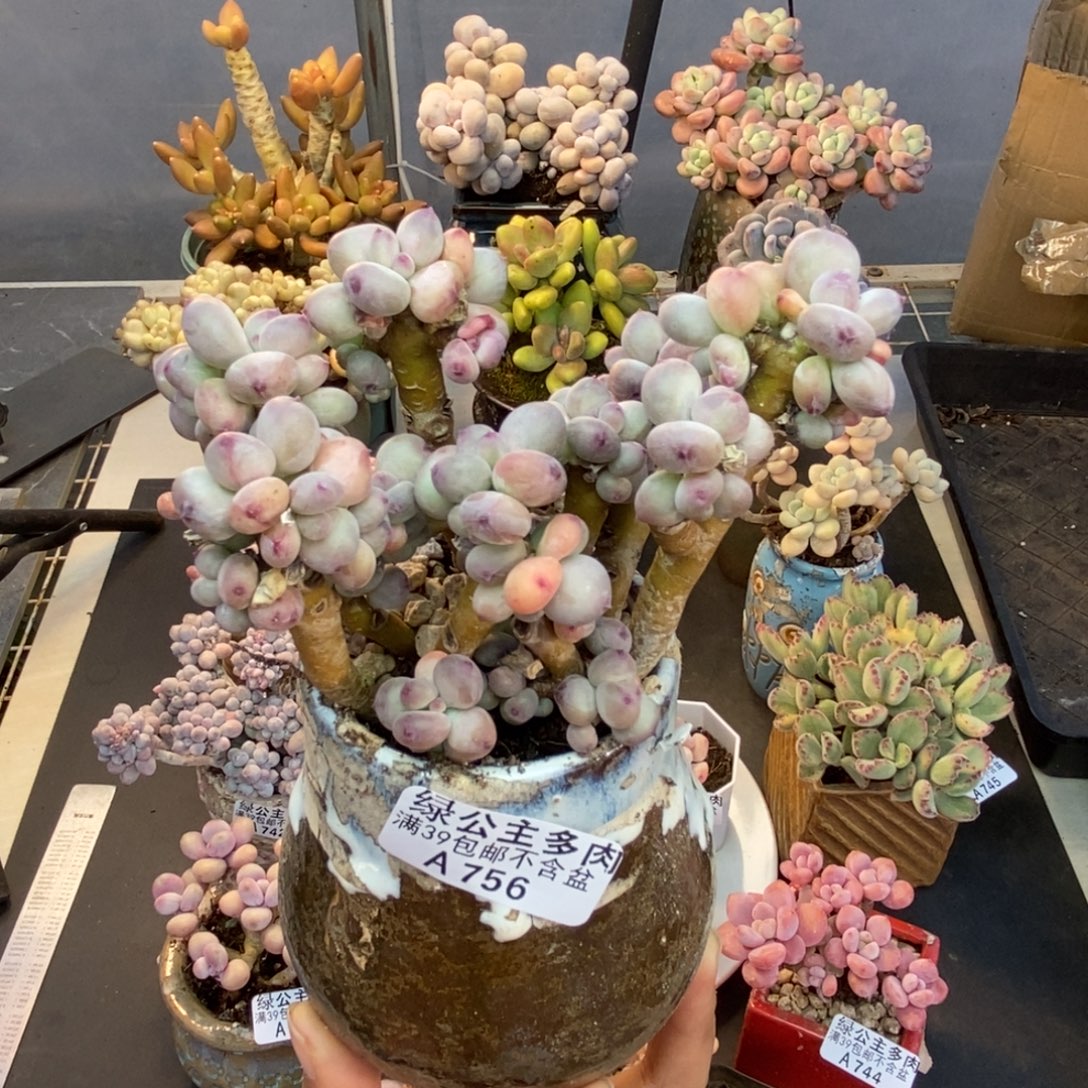 756苹果奶四代多肉7cm