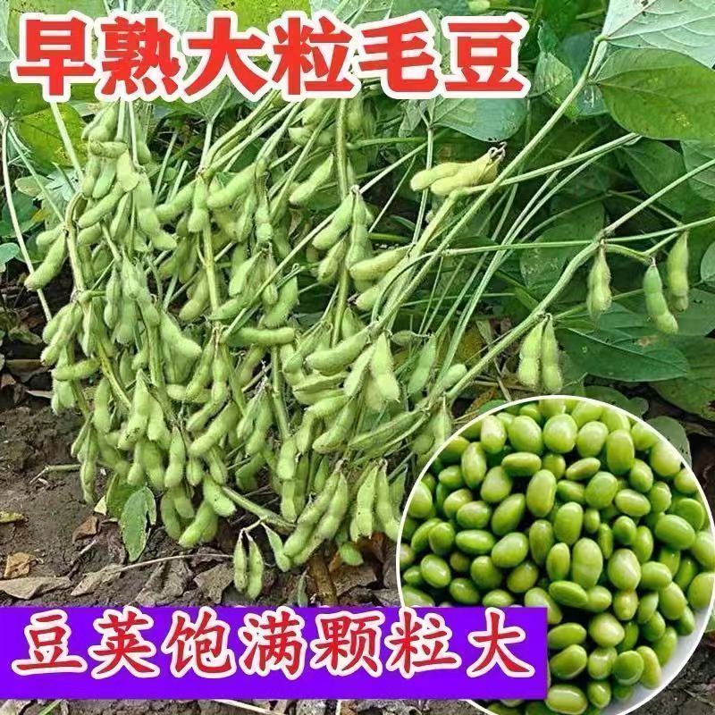 天早熟毛豆种子软糯清香型抗旱抗病绿心非转基因高产千斤