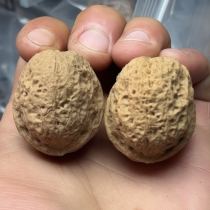 核桃10号罗汉头38尺