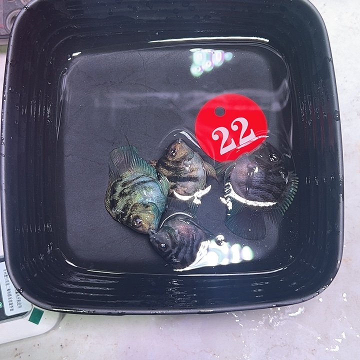 鹦鹉鱼22号，宝蓝摩卡各一对