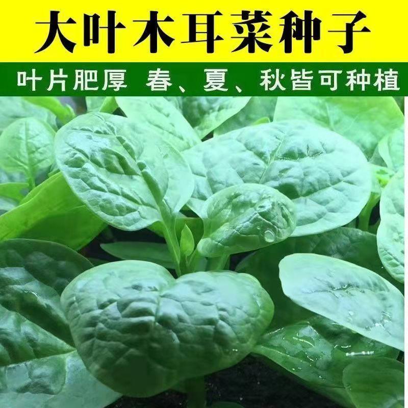 大叶木耳菜种子苗落葵小青菜耐高温高湿春夏四季阳台盆栽蔬菜种子
