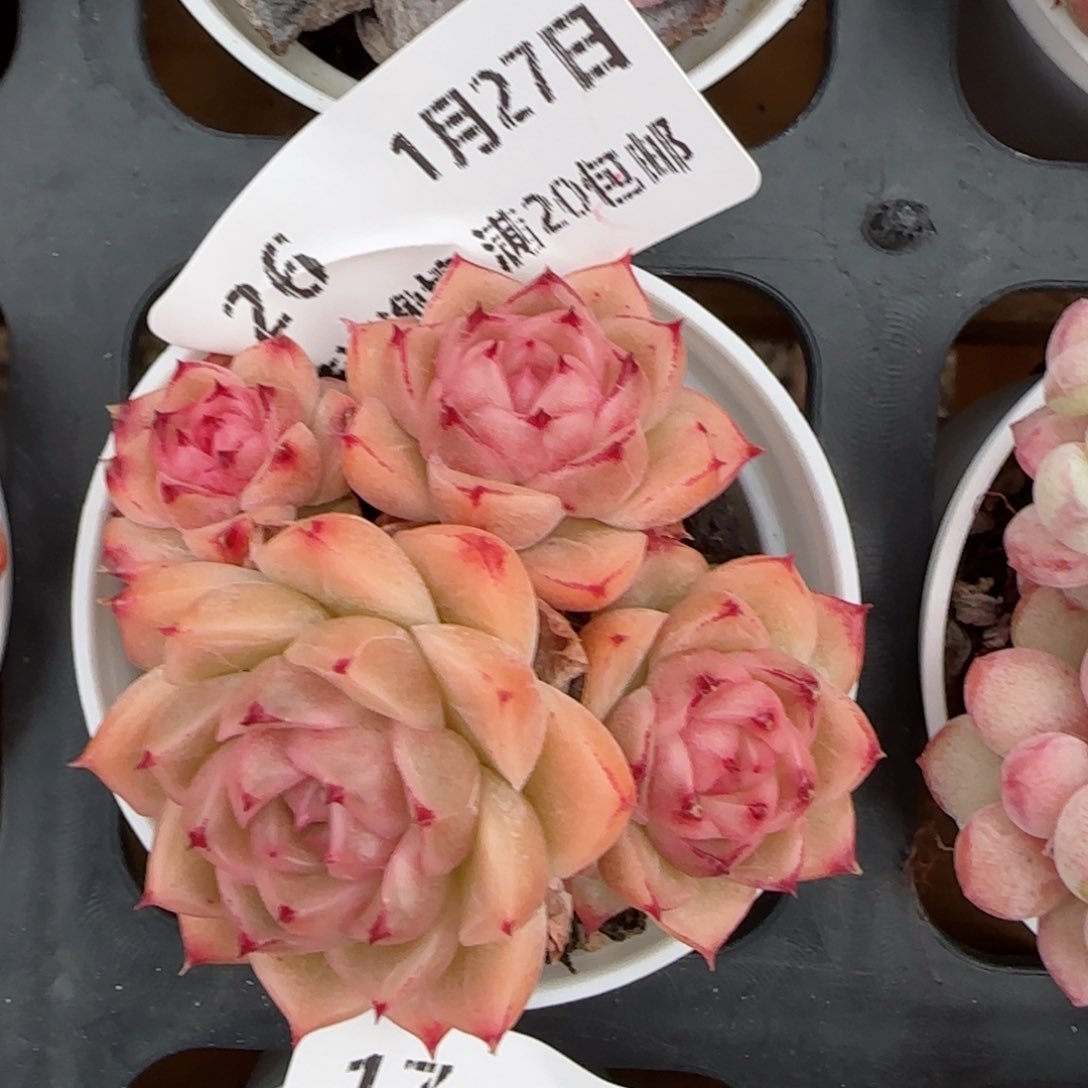 花语逸镜0127-26