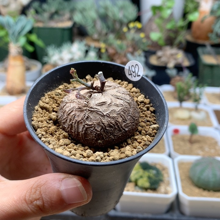 南非龟甲龙福利带盆492