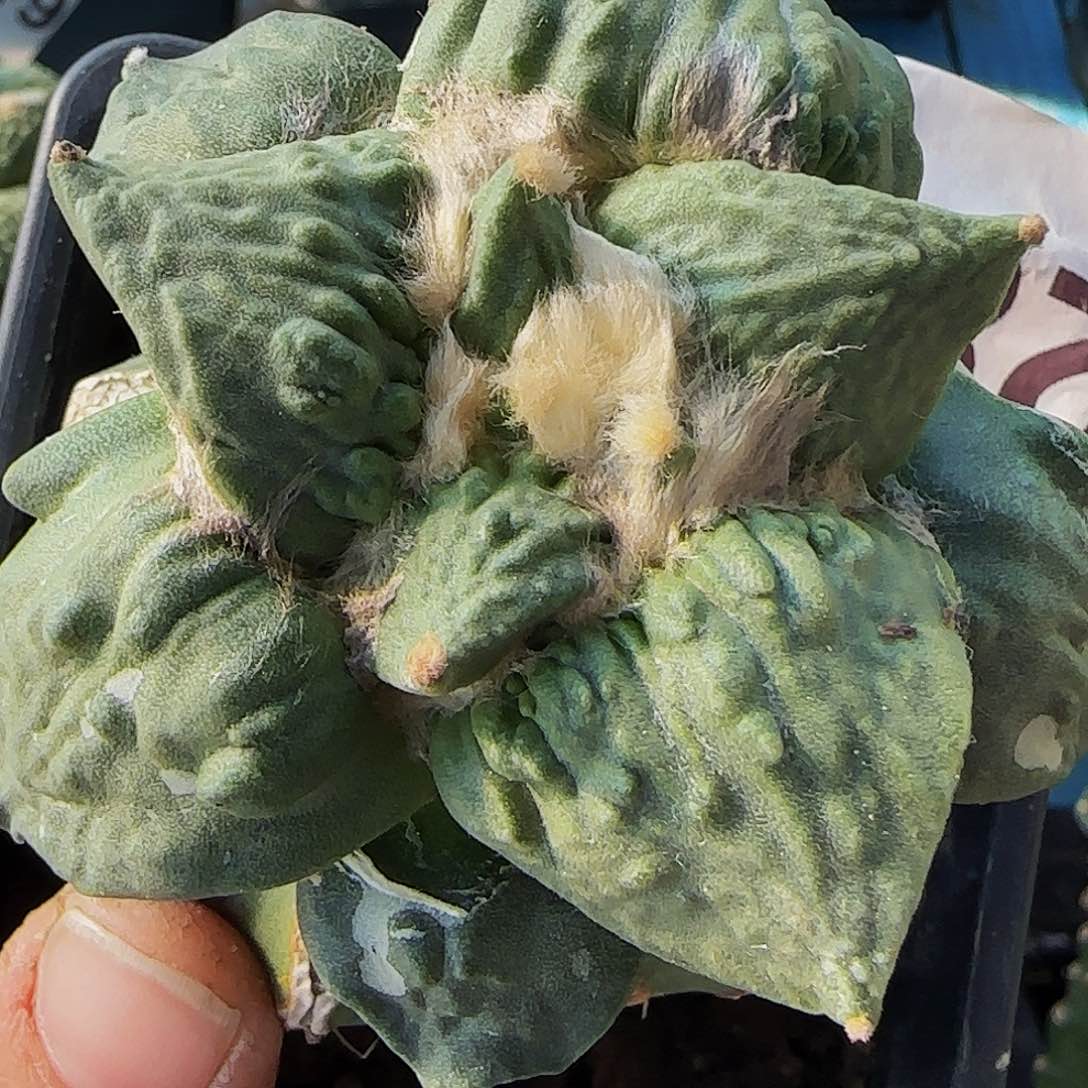 怒涛282仙人球开花