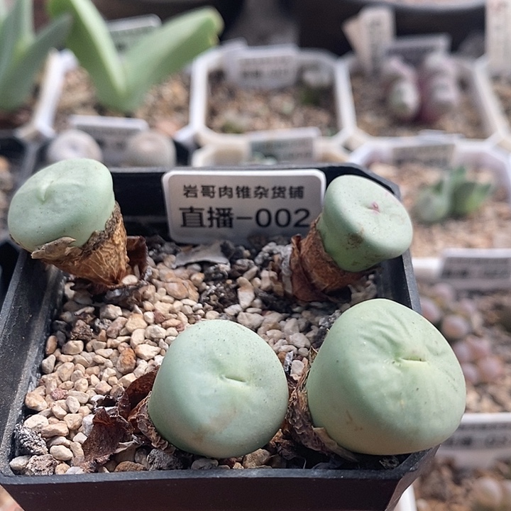 AP种源大型P嘴一颗