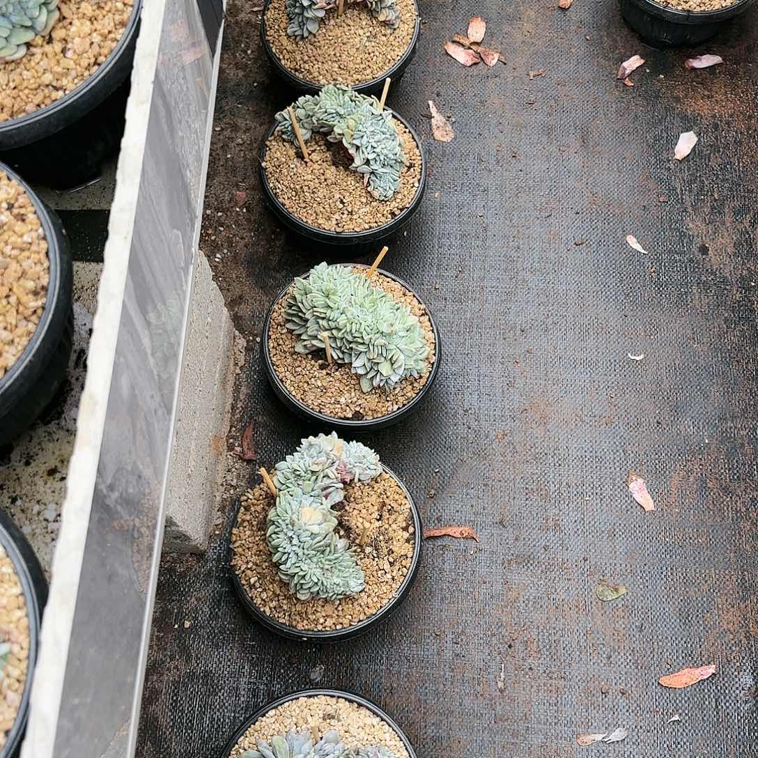 噉噉，星影缀11个600      肉