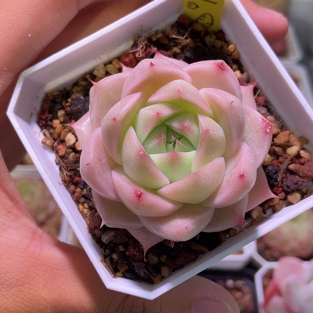 137 小丸子精品多肉