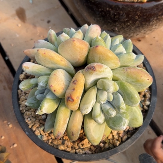 锦宸多肉～一物一拍581