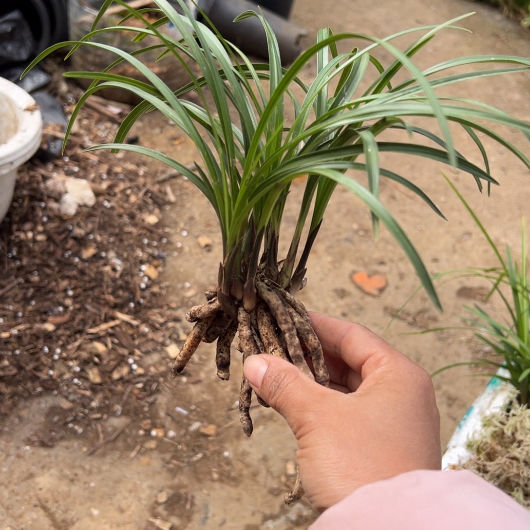 完全开放莲瓣矮草，