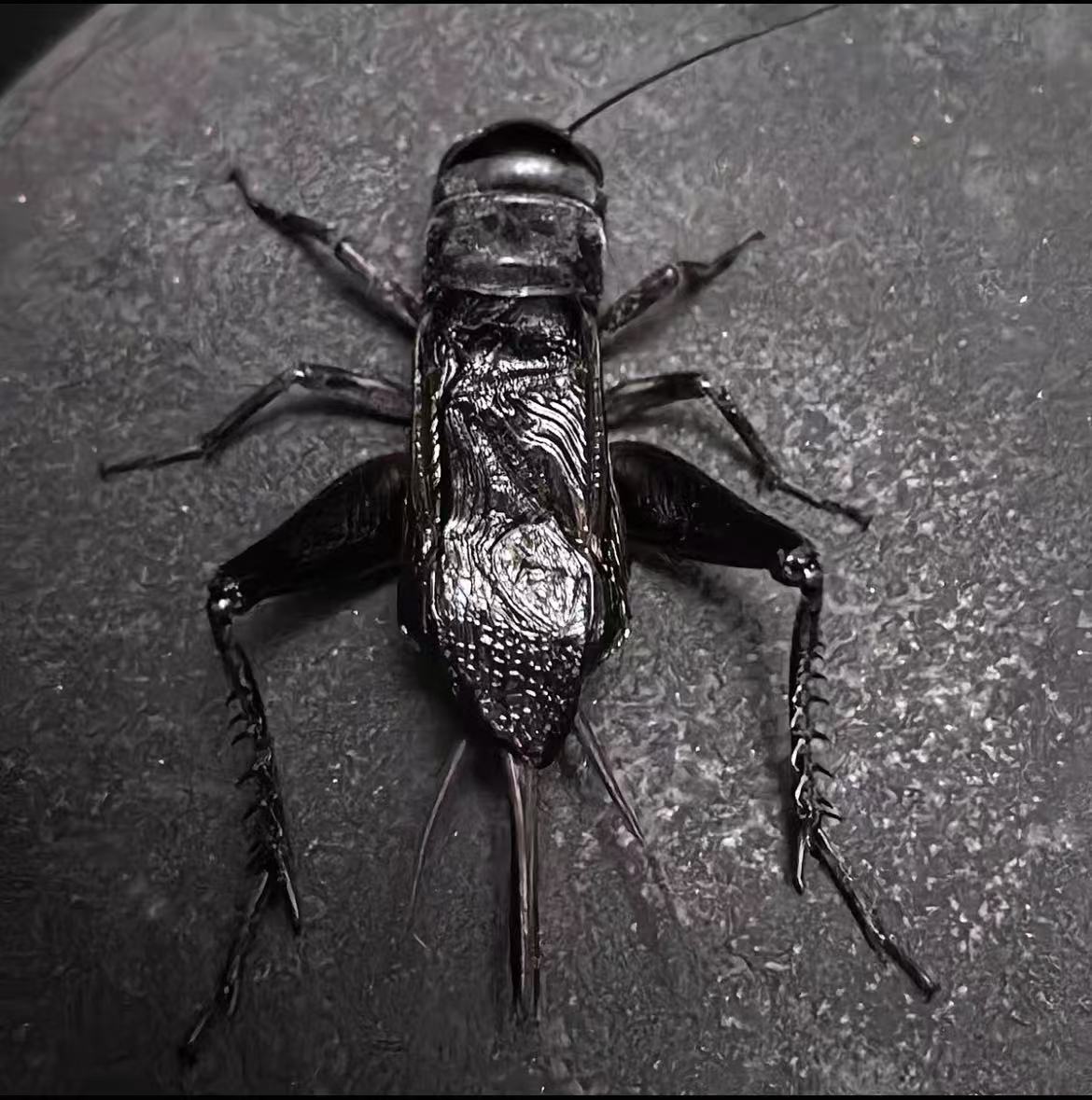 精品黑虫油葫芦鸣虫卡片明信片（售后请提供签收后包裹开箱视频）