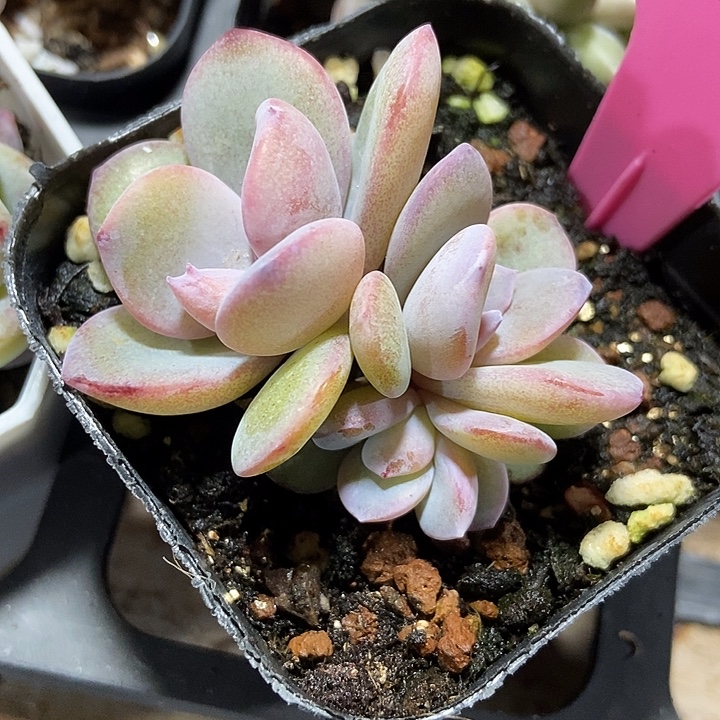 多肉植物奶茶裙20