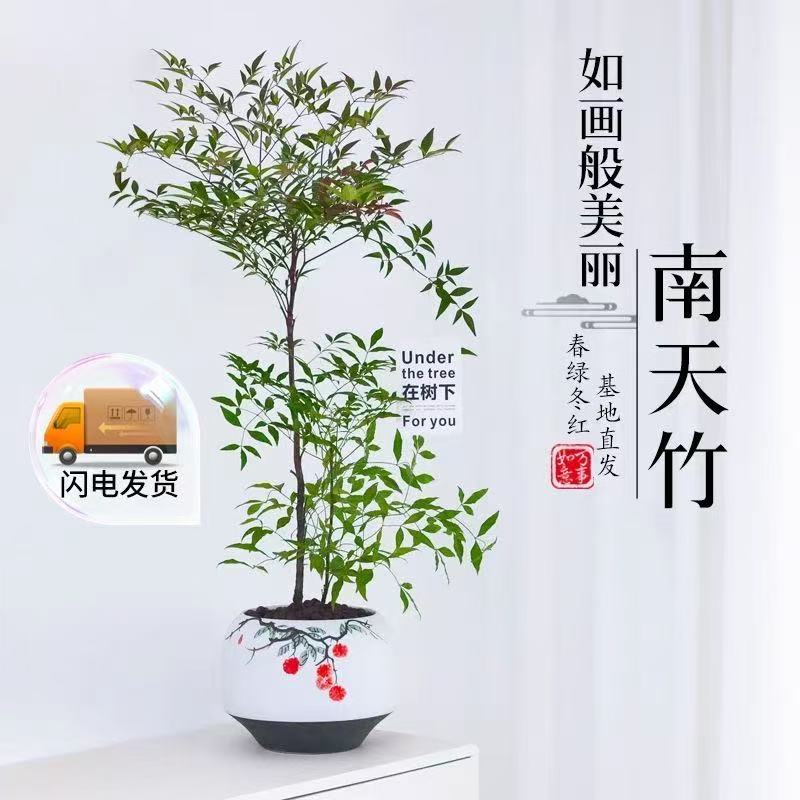 火焰红南天竹盆栽带根好养室内客厅阳台花卉绿植盆景