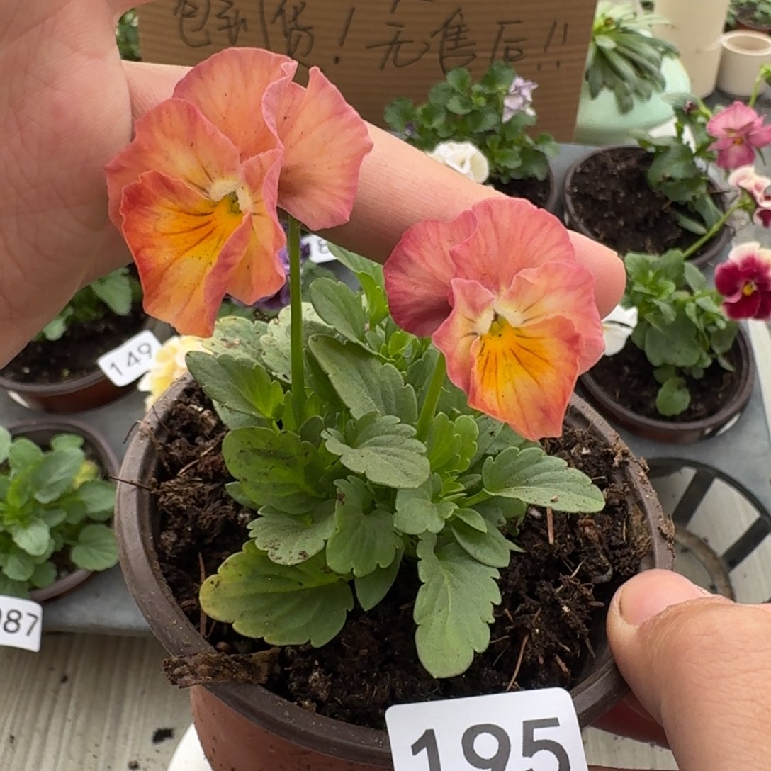 大部分花苞少量开放195