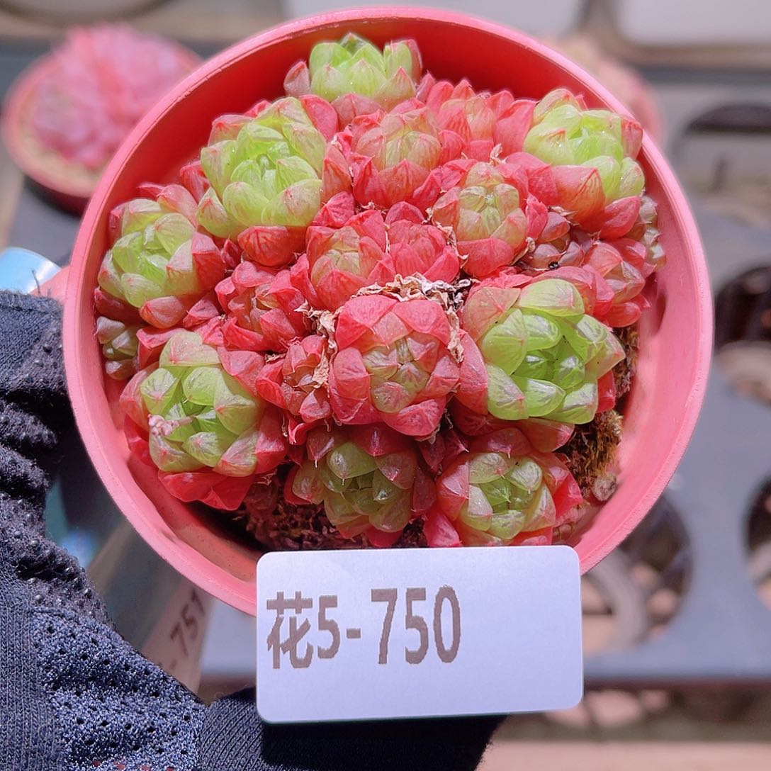 花利美5-750草玉露
