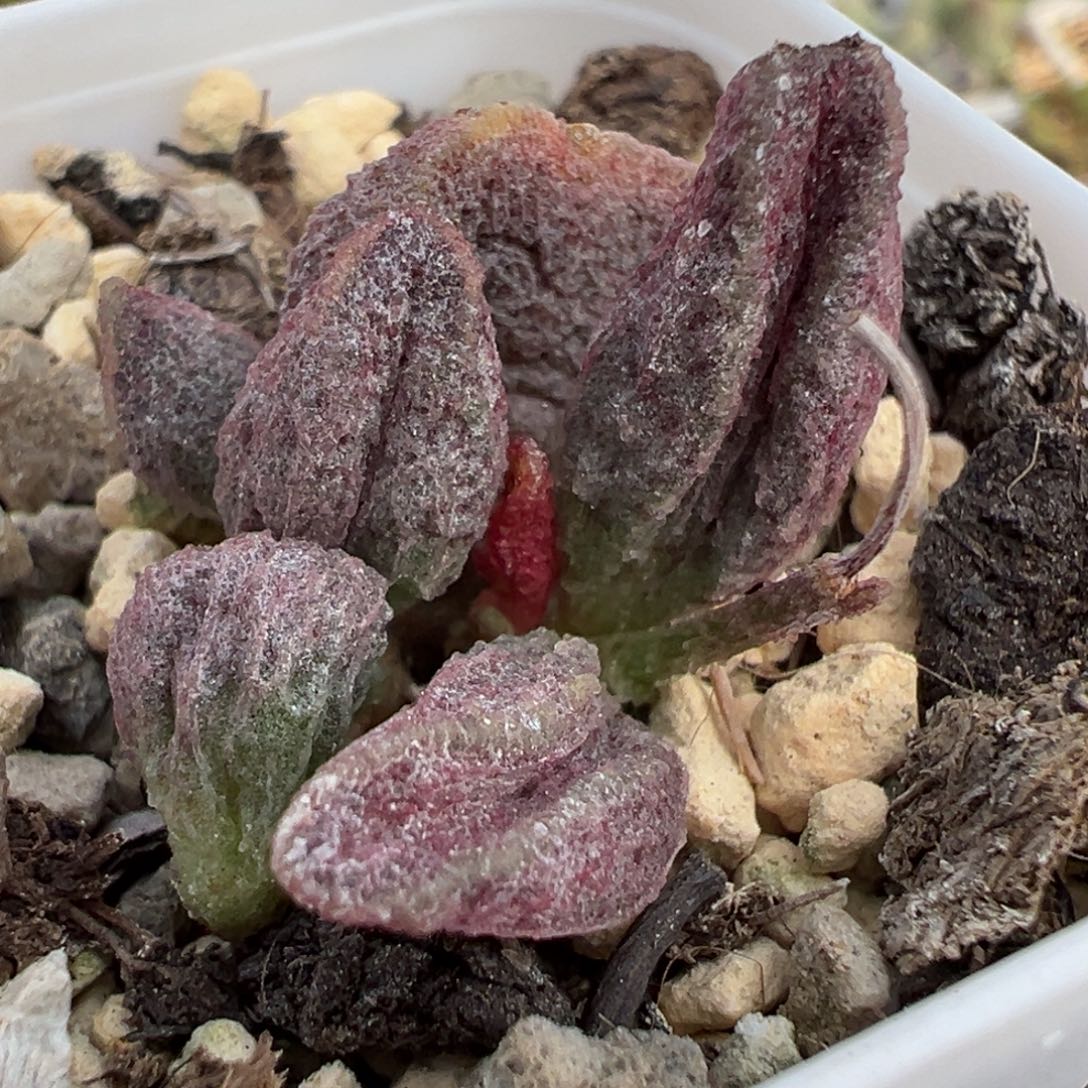 实生新品大苗多肉植物水泡