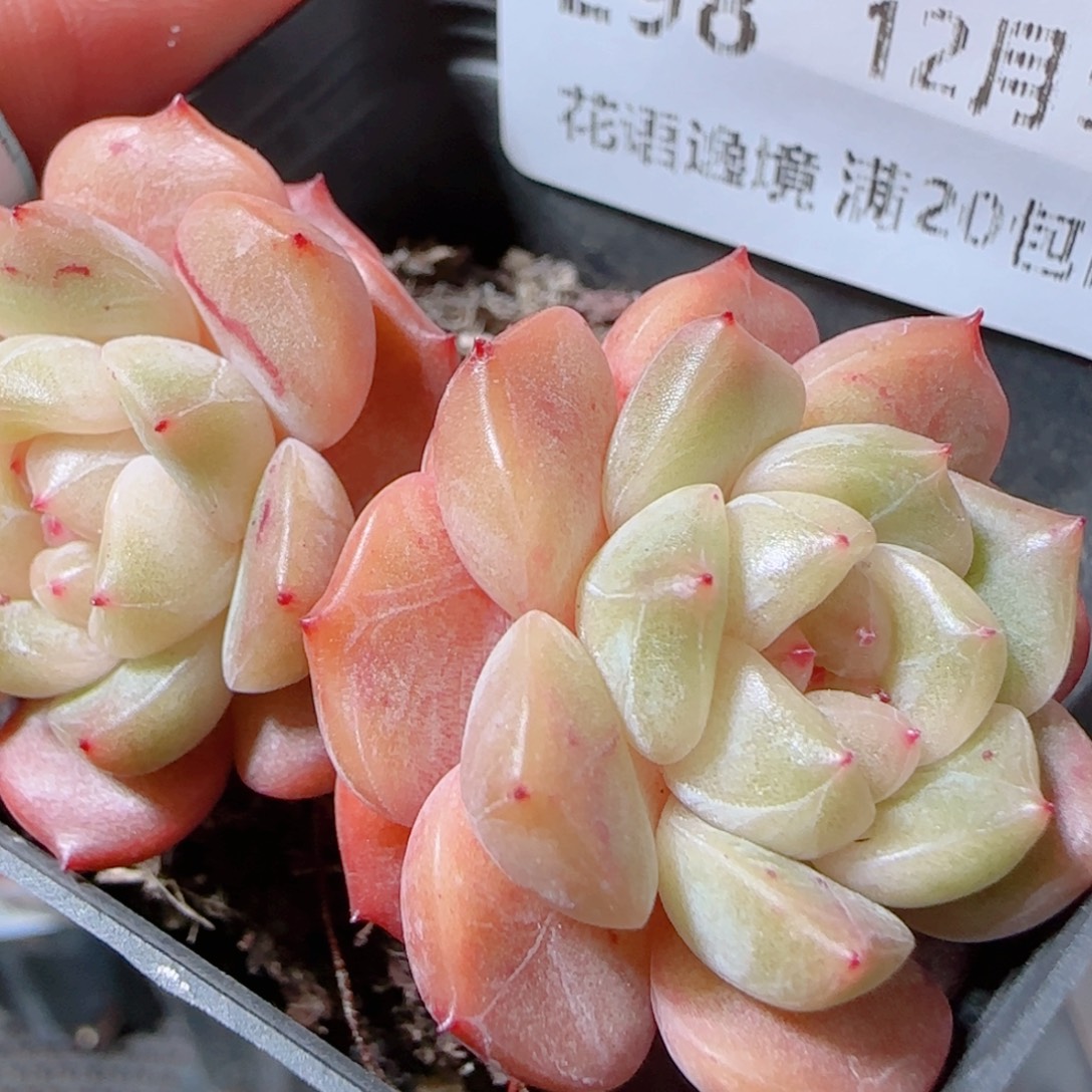 花语多肉1205-298晴川