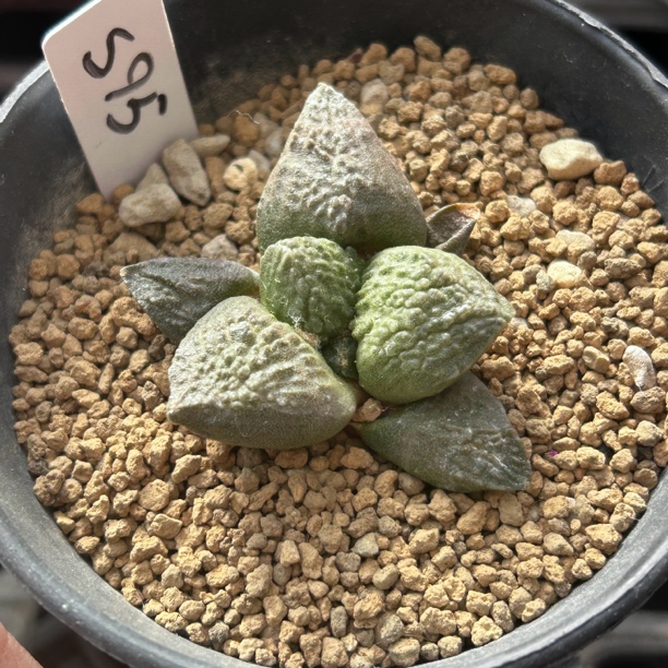 园艺仙人球/牡丹/实生丸尤怒/s95